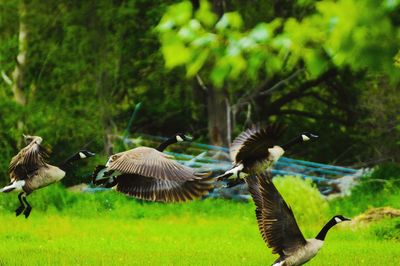 Canada geese flying over grassy field