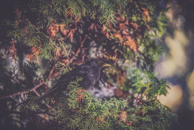 Bird perching on a tree