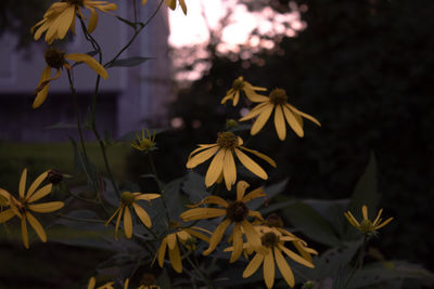 Close-up of flowers blooming outdoors