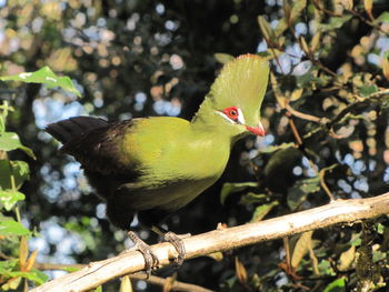 Close-up of green bird perching on branch