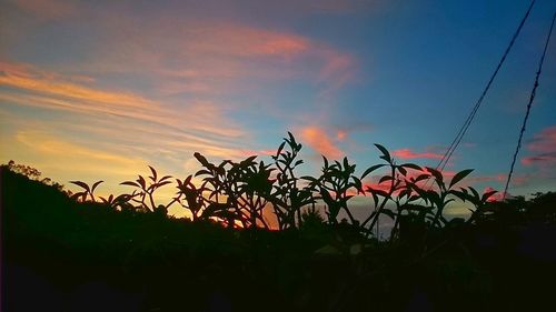 Low angle view of plants against sky at sunset