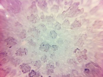 Full frame shot of pink flowers