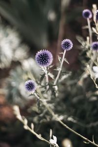 Close-up of flowering plant