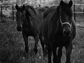 Horses walking scene in dark monochrome