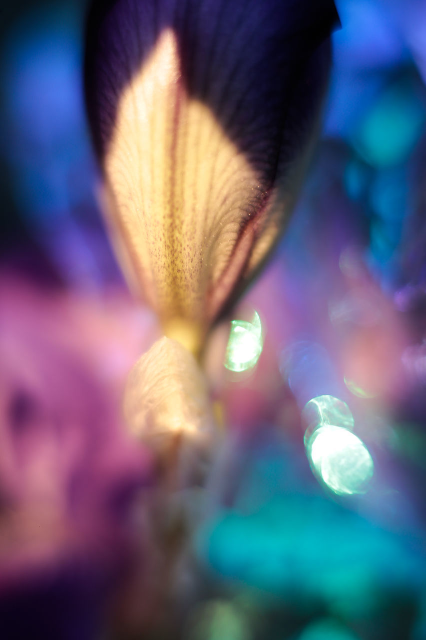 CLOSE-UP OF PURPLE FLOWER ON PLANT