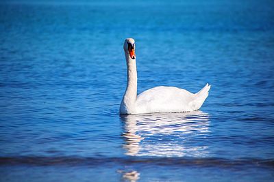 Side view of swan on river