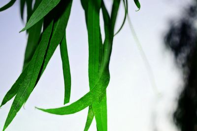 Close-up of fresh green plant against sky