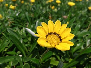 Close-up of yellow flower blooming outdoors