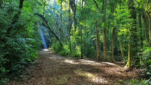 Footpath passing through forest