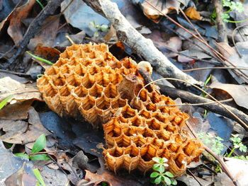 Close-up of pine cones