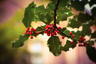 Close-up of red berries growing on tree