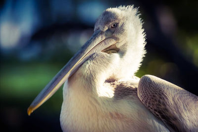 Close-up of bird