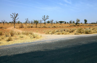 Trees on field against clear sky