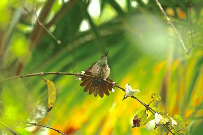 Low angle view of hummingbird perching on tree