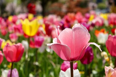 Close-up of pink tulip flowers in garden