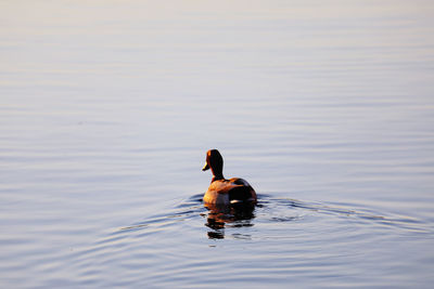 Ducks swimming in lake