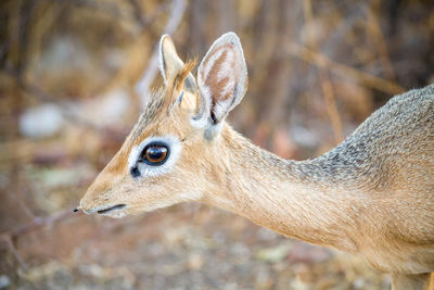 Dik-dik close-up small antelope in the genus madoqua