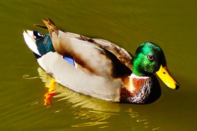 Close-up of mallard duck in lake