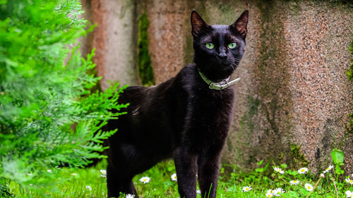 Portrait of black cat