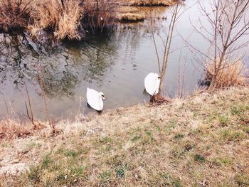 Reflection of trees in water