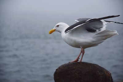 Close-up of seagull perching on sea shore