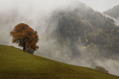 Trees on field against sky