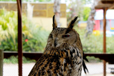 Close-up of bird