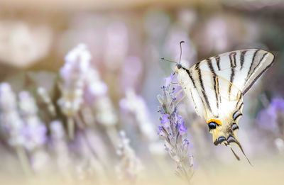 Close-up of butterfly pollinating on purple flower