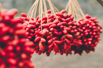 Close-up of red berries on plant