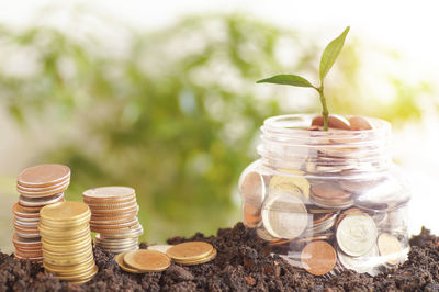 Close-up of coins and plant in jar buried in soil