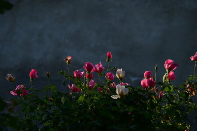 Close-up of pink flowering plants