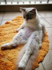 Cat sitting on rug