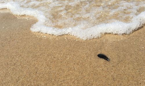 Scenic view of sea shore