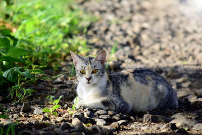 Portrait of cat sitting on field