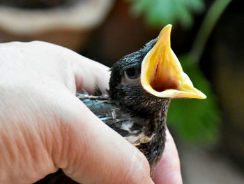 Close-up of a hand holding a bird