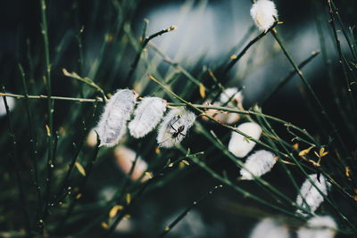 Close-up of insect on plant