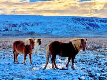 Horses standing on snow covered land