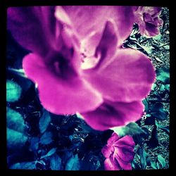 Close-up of pink flowers