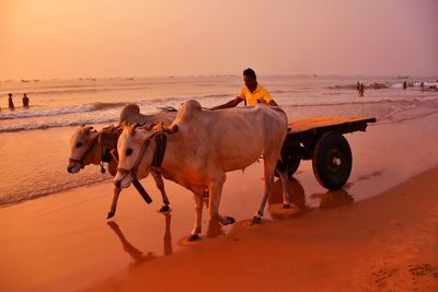 Man riding ox cart at beach