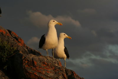 Low angle view of seagulls on rock against cloudy sky