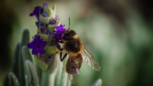Close-up of bee on purple flower