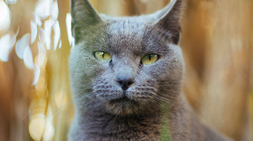 Close-up portrait of cat outdoors