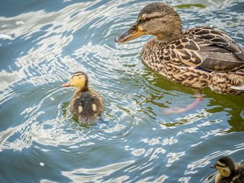 Ducks swimming in lake