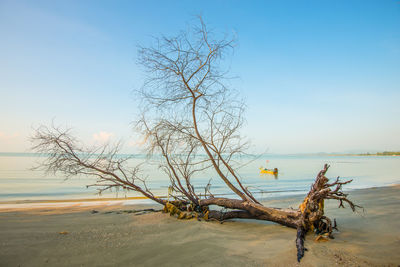 Bare tree on beach against sky