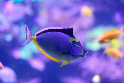 Barcheek unicornfish, naso lituratus, has a colorful mask on it's face.