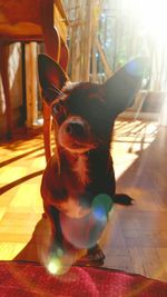 Portrait of dog sitting at home