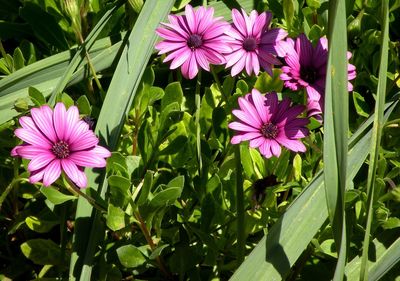 Close-up of pink flowers