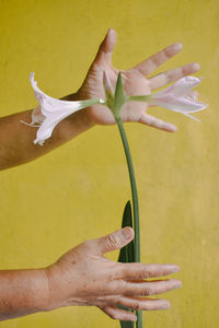 Close-up of hand holding yellow flower