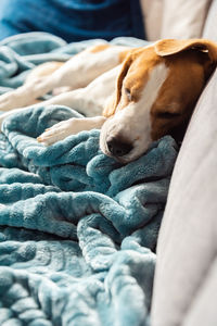 Beagle dog tired sleeps on a cozy sofa in bright room. canine theme