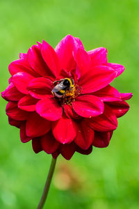 Close-up of bee pollinating flower